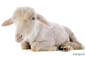 羊吃什么长的快？图片