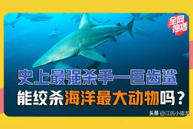 当史上最强海怪遇到史上最大动物会怎样？图片