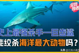 当史上最强海怪遇到史上最大动物会怎样？图片