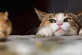 为什么老鼠那么多病菌，猫吃老鼠却不会生病？看完就懂了图片