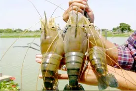 江苏出现“超级虾”，最大能长到1斤，肉质Q弹紧实，比小龙虾好吃图片