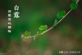 农村俗语：“喝了白露水，蚊子闭了嘴”，白露水有这么厉害吗？图片