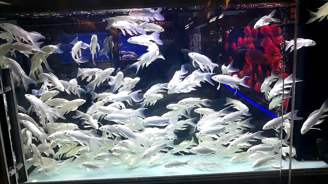 鱼缸爆褐藻怎么办