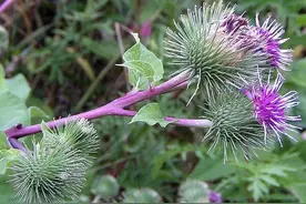 学透中药——牛蒡子/曾经的乳名跳入黄河已洗不清图片