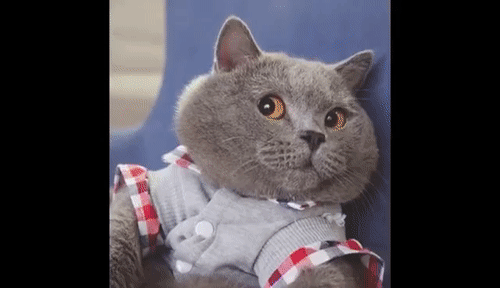 英国短毛猫丨蓝猫