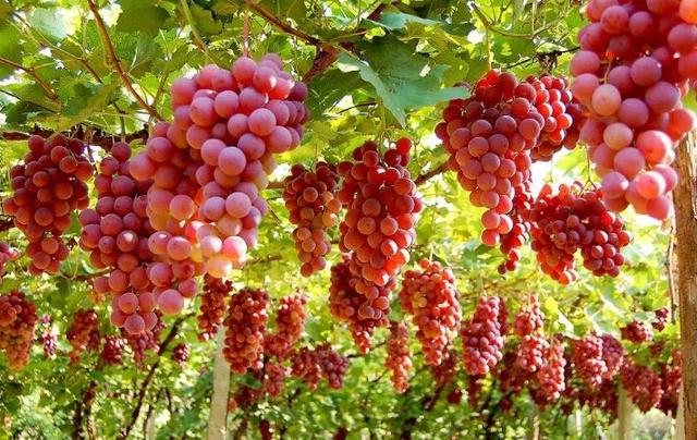 大量元素水溶肥施用几天见效？科学使用效果好，不要走入5大误区