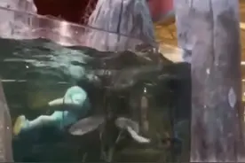 美国男子跳进商店鱼缸畅游一圈后逃走，商家气疯：一缸水都得换，报警了图片