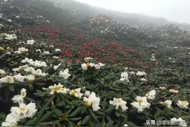 美爆了！大理苍山杜鹃怒放，端午去看花约不？图片