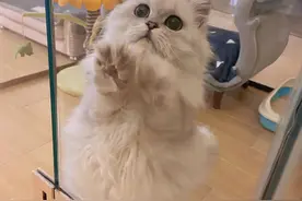 猫咪渠道-新手养猫避坑指南图片