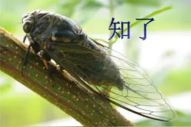 蝉的别名叫“蠽蟟”图片