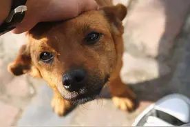 主人摸狗狗的头，在它眼里，有这6个意思图片