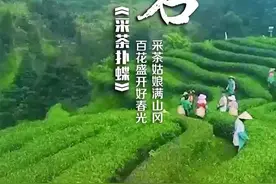 重磅！学习强国“每日一曲”，今天推荐龙岩《采茶扑蝶》图片