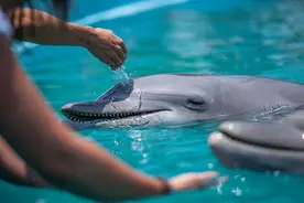 神奇海豚（第3弹）：海豚口渴怎么办图片