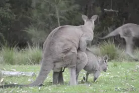 袋鼠的Y形阴茎可同时交配两次么？从生物构造，揭示雄性交配策略图片