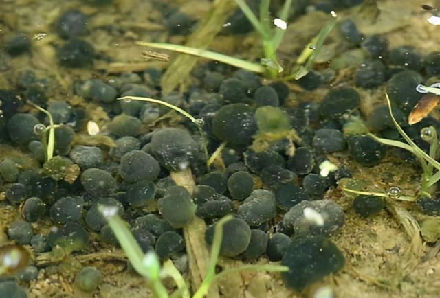 叫米不是米，附生于稻田，曾遭嫌弃没人捡，如今靠种植才够吃