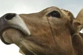 杀牛时为何牛会流眼泪，难道牛有灵性？看看专家的解释图片