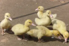 肉鸭养殖，特别全面的饲养管理。新手养鸭必看，值得收藏图片