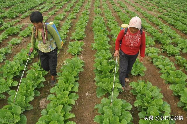 浠婂勾澶х櫧鑿滈暱寰楀ソ锛屽浜忎簡杩欎笁涓柟娉曪紝鏀惰棌璧锋潵浠ュ悗璇曚竴璇? onerror=