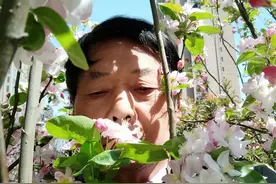 海棠花开了，我谈如何拍好植物短视频图片