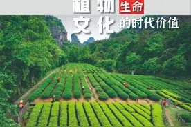 植物文化：生命的时代价值图片