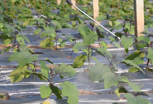 鑼勫瓙鍚庢湡闀垮娍宸紝甯稿嚭鐜颁竴绉嶇梾瀹筹紝闃叉不鎶€宸ц鐭ラ亾