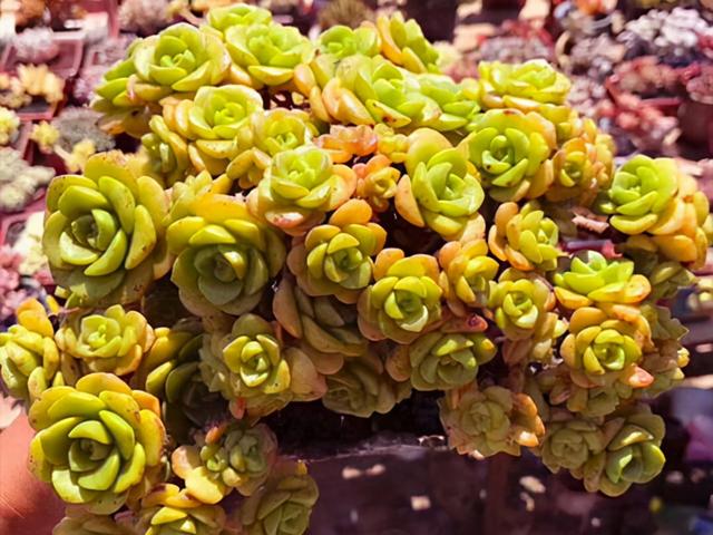 多肉植物塔洛克价格-措必培