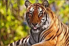 恩平民间曾智擒过一只华南虎，后送至广州动物园，你听说过吗图片