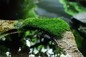 一处苔藓，美了一个院子图片
