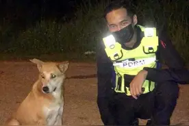 流浪狗陪警员“站岗”，1年来从未缺席，不幸受伤后，结局很暖心图片