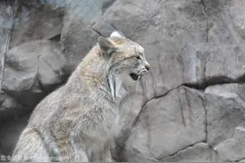 美丽又稀有的猫科动物图片