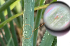 香葱叶片出现白斑一定是蓟马危害？也有可能是红蜘蛛，防治需趁早图片