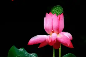 Snapseed手机修图：如何P出漂亮的黑色背景荷花呢？图片