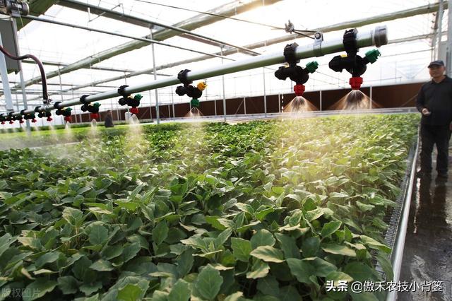 腐植酸、氨基酸、海藻酸、鱼蛋白，如何辨别挑选？各有什么优点？