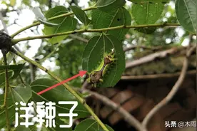 洋辣子是带毒刺的害虫，如何防治，打什么农药最有效？图片