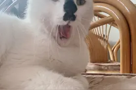 好好的一只猫打了个哈气变形了？图片