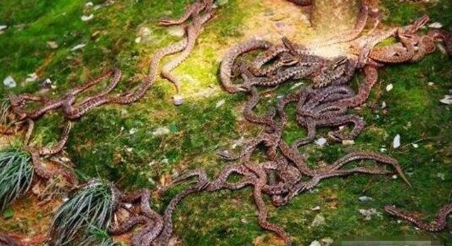 1983年蛇灾前因后果：特大洪水让蛇无家可归，居民以为有天灾发生