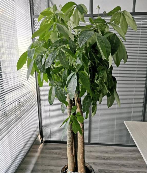 发财树什么时候该浇水？“小竹签”告诉你，一看便知，简单又实用