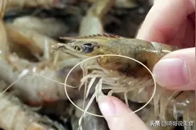 买冻虾鲜虾，碰到这6种尽量不要买，差别挺大，弄懂再买不被忽悠图片