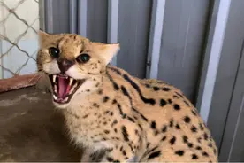 北京十渡山区惊现薮猫，长达1米，薮猫到底有多可怕？图片