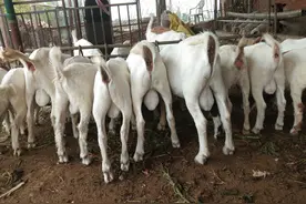 建议养羊的新手看一下这篇文章，在跳进深坑之前，及时止住脚步图片