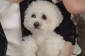 李佳琦将宠物狗全家送走当治愈犬，系直播间常客，曾与高晓松同框图片