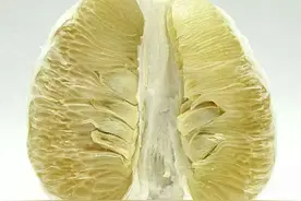 梅州柚的缺素现象有所加剧，总结提出了防治方法图片