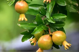 石榴树如何修剪？掌握4点方法，株型漂亮结果多图片