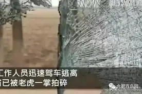 真遇见真老虎怎么办？图片
