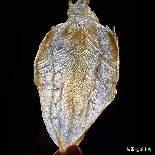 130头鱼胶是什么意思 2026年鱼胶60头大概多大一个