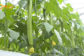 寿光：聚力打造“中国蔬菜种业硅谷”图片