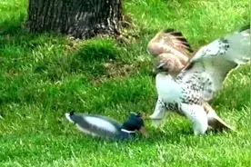 草丛惊现一只鸭子，老鹰直接俯冲下去捉，下一秒却开始怀疑鹰生图片