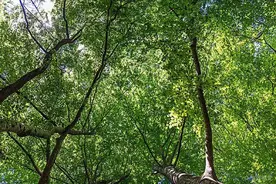 氧气对生命究竟是好还是坏？氧气有没有可能是一种毒气？图片