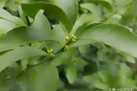 柑橘幼树开花有什么影响？春梢和夏梢都少且弱图片