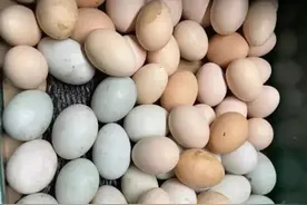 女儿返程，妈妈连夜挖了40斤大蒜……图片